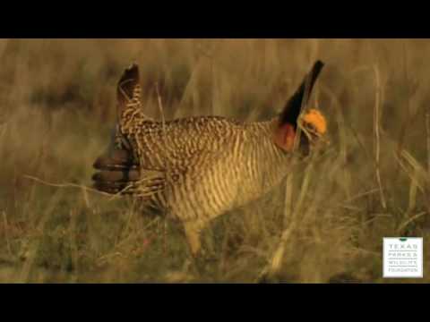 Miniatura The Attwater's Prairie Chicken Dance