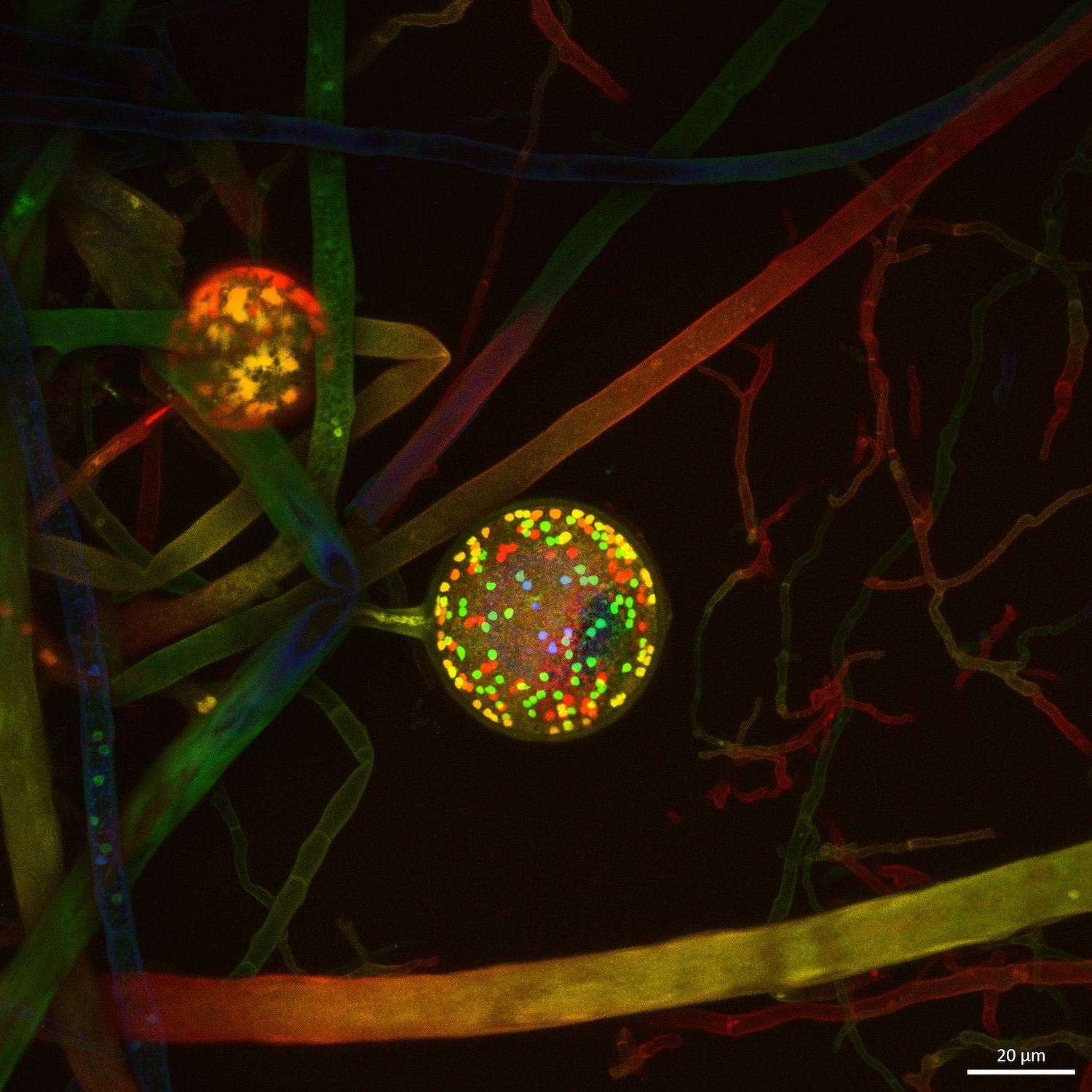 Síť arbuskulární mykorhizní houbové sítě s vícejadernou reprodukční sporou zobrazenou fluorescenčním barvivem a konfokální mikroskopií. Kredit: Vasilis Kokkoris / VU Amsterdam, AMOLF