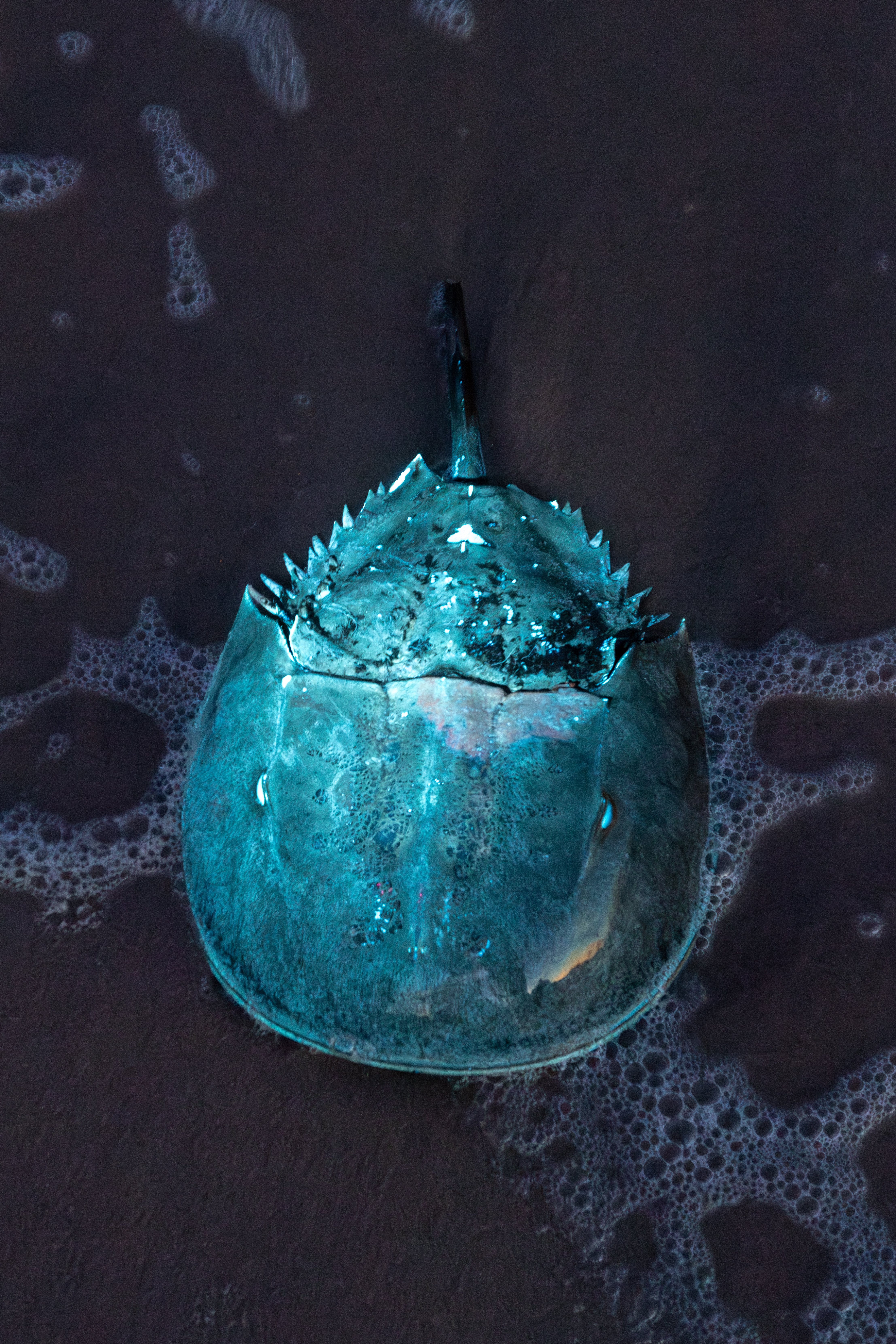 krab podkovy modře zářící pod UV světlem