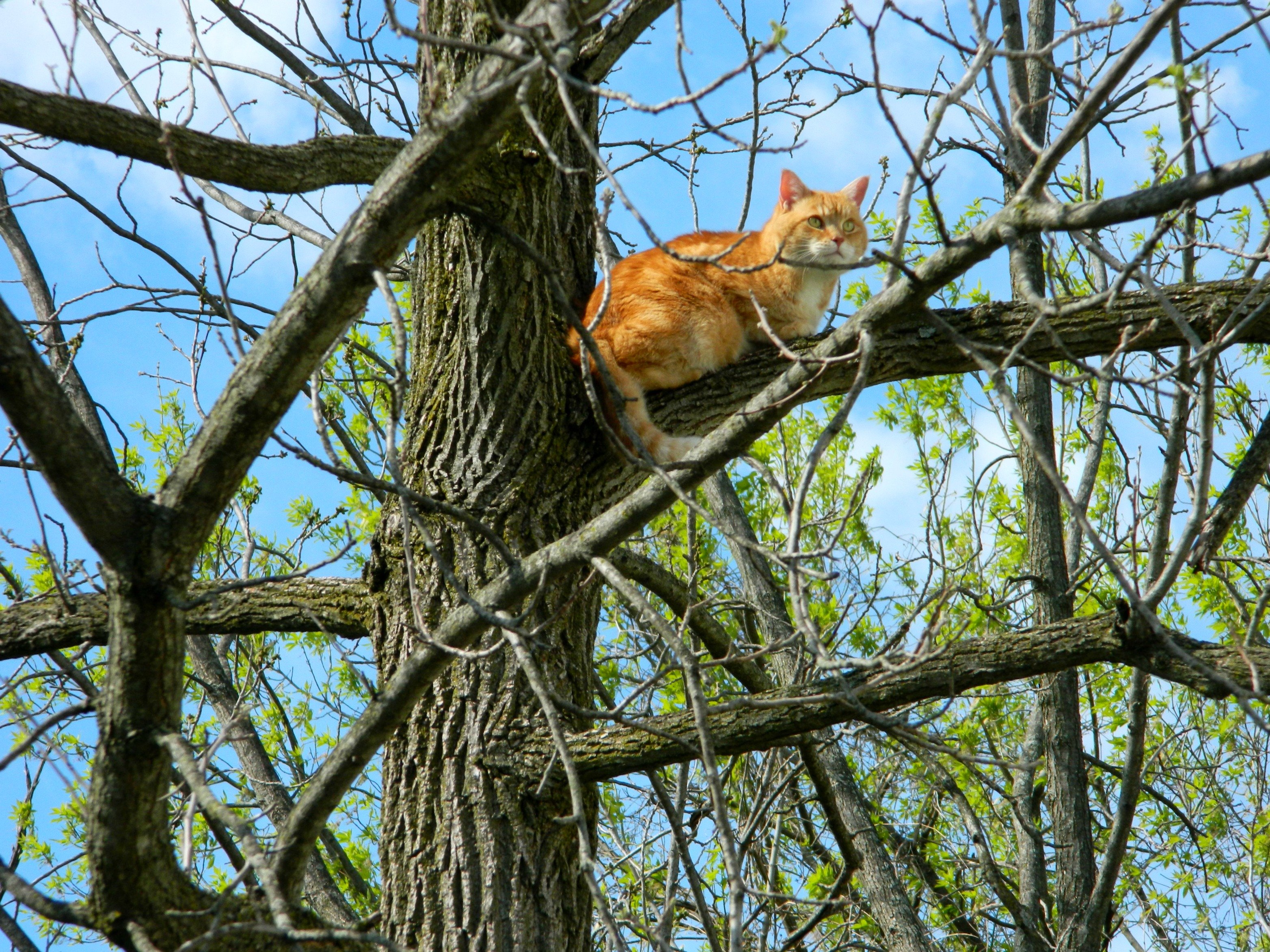 Ginger cat sedí na větvi stromu