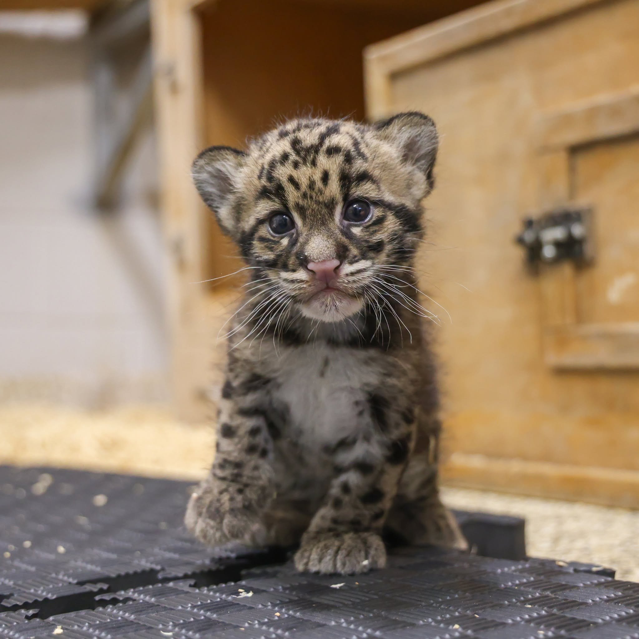 leopardí mládě s šedou a zlatou srstí a černými skvrnami