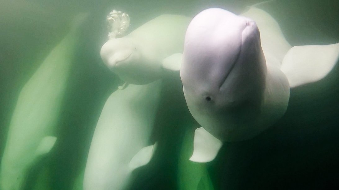skupina bílých velryb beluga pod vodou
