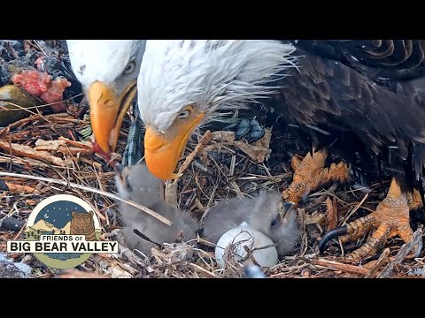 Big Bear Bald Eagle Live Nest – Cam 1 miniatura