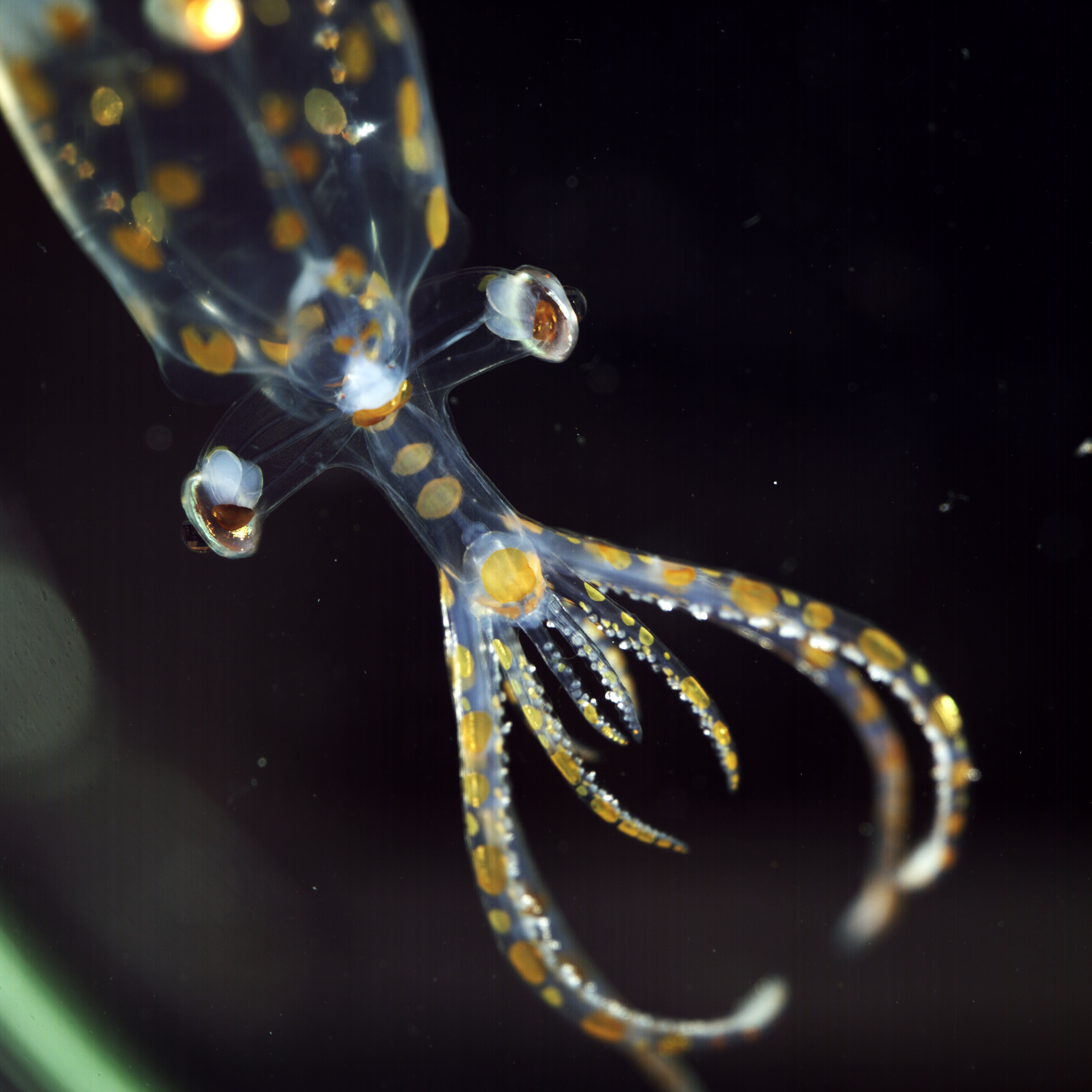 Tato juvenilní skleněná chobotnice, kterou shromáždil ROV SubBastian v hloubce 779 metrů v jižním Atlantiku, byla vyfotografována na R/V Falkor (také) pomocí prototypu vícepohledového makro kamerového systému vyvinutého ve spolupráci mezi Dr. Janem Hemmi (University of Western Australia, Bioinspiration Lab v MBARI a Dr. Karen Osbornovou (Smithsonian National Museum of Animal History). tři směry najednou Toto shromažďování dat snižuje rušení zvířete a zachycuje anatomické, barevné a držení těla, které se ztratí během několika minut až hodin, jakmile je zvíře shromážděno