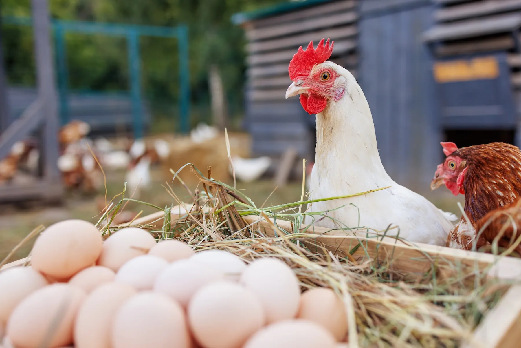 Čerstvá bio vejce v dřevěné bedně s kuřaty z volného výběhu na venkovské farmě