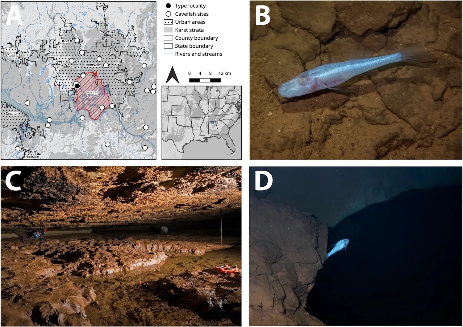 Mapa rozšíření, fotografie ze života Demogorgonichthys arcanus gen. et sp. listopad. a stanoviště. Rozšíření D. arcanus gen. et sp. listopad. z typové lokality – jeskyně Bobcat – a výskyty Typhlichthys subterraneus v metropolitní oblasti Huntsville na severu centrální Alabamy (A). Hranice Redstone Arsenal je zobrazena červeně. Fotky Demogorgonichthys arcanus sp. listopad. in situ dne 5. února 2025 v jeskyni Bobcat (B a D). Bazény v místnosti s krevetami v jeskyni Bobcat, kde D. arcanus sp. listopad. byl objeven (C). Fotografie ML Niemiller (B a D) a A. Hinkle (C).