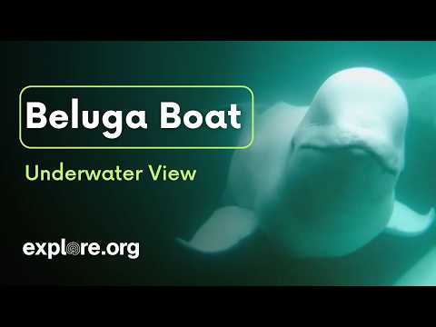 LIVE Beluga Boat Cam: Podvodní pohled – 15. července 2026 | miniatura explore.org